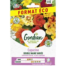 Capucine Naine Double Variée - GONDIAN