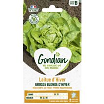 Laitue Grosse Blonde d'Hiver - GONDIAN