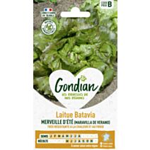 Laitue Maravilla de Verano - GONDIAN