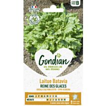 Laitue Reine des Glaces - GONDIAN