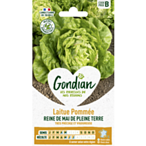 Laitue Reine de Mai de Pleine Terre - GONDIAN
