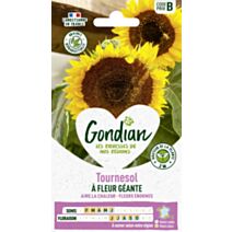 Tournesol à fleur géante 2m - GRAINES GONDIAN