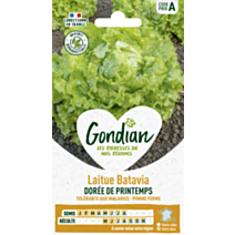 Laitue Dorée de Printemps - GONDIAN