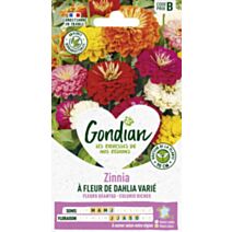 Zinnia à Fleur de Dahlia Ecarlate - GONDIAN