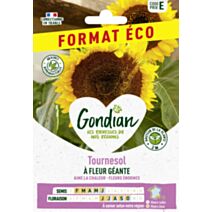Tournesol à fleur géante 2m jaune d’or - GRAINES GONDIAN