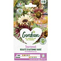 Tournesol Beauté d'Automne - GONDIAN