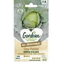 Chou Pommé Quintal d'Alsace - GONDIAN