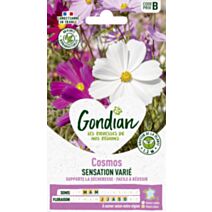Cosmos Sensation varié 100cm blanc rose rouge - GRAINES GONDIAN