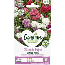 Œillet de Poète Hirondelle en Mélange - GONDIAN