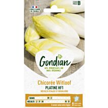 Chicorée Witloof Platine HF1 - GRAINES GONDIAN