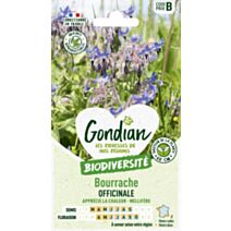 Bourrache Officinale - GONDIAN