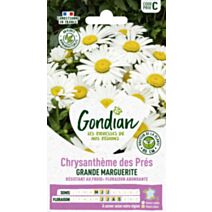 Chrysanthème Maximum Shasta Daisy - GONDIAN