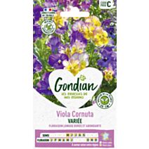Viola Cornuta Variée - GONDIAN
