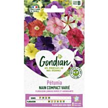 Pétunia Nain Varié - GONDIAN