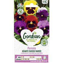 Pensée Géante Suisse Variée - GONDIAN
