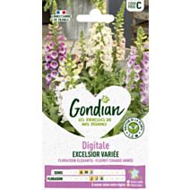 Digitale Excelsior Variée - GONDIAN