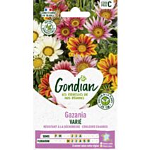 Gazania Splendens Varié - GONDIAN