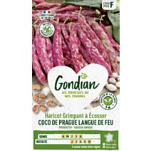 Haricot Coco de Prague Langue de Feu - GONDIAN