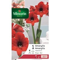 Bulbes Amaryllis Hippeastrum Rouge - VILMORIN