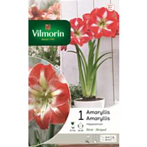 Bulbes Amaryllis Hippeastrum Strie - VILMORIN