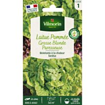 Graines Laitue Pommée Grosse Blonde Paresseuse - VILMORIN