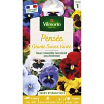 Graines Pensée Géante Suisse Variée - VILMORIN