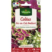Graines Coléus Arc en Ciel Amélioré - VILMORIN