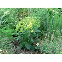 Cercle à planter acier vert 0,30x0,60m
