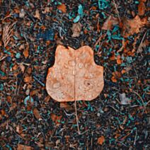 Tableau sur toile macro feuille 30x30cm 