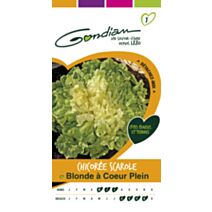 Chicorée scarole blonde coeur plein Gondian