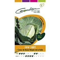 Chou pommé coeur de boeuf Gondian