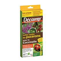 Coccinelle adalia bipunctataarbre de + de 1m50