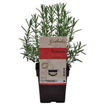 Romarin pot 0,75L