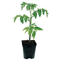 Tomate greffée Coeur de boeuf Pot 1L Rouge - JARDIN DE VOS ENVIES