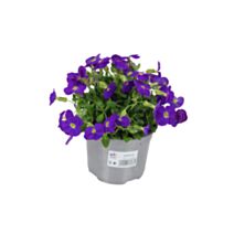Plante Aubriète Varié - FLEURON D'ANJOU