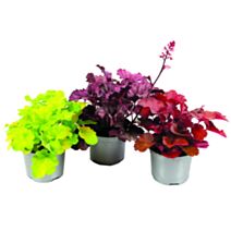 Végétal Heuchère collection 10,5cm - JARDIN DE VOS ENVIES