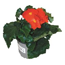 Pot Bégonia Tubereux ∅10cm