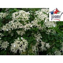 Hortensia grimpant plant de 80/100 cm en pot de 3L