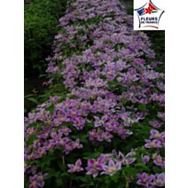 Clématite Piilu plant de 80/100 cm en pot de 3L