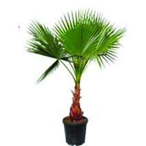 Washingtonia robusta h.160-190 cm