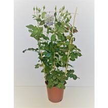 Rosier meilland espalier 5l HT:100cm