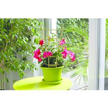 Tuteur échelle plastique Vert Lemon 50cm