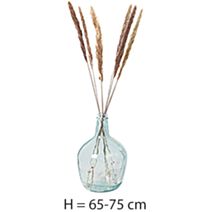 6 Pampa Naturel H.65-75cm