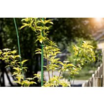 Tuteur bambou vert plst 120cm 1cm