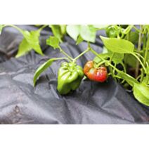 Voile de paillage 1,2x10m noir 30g/m²