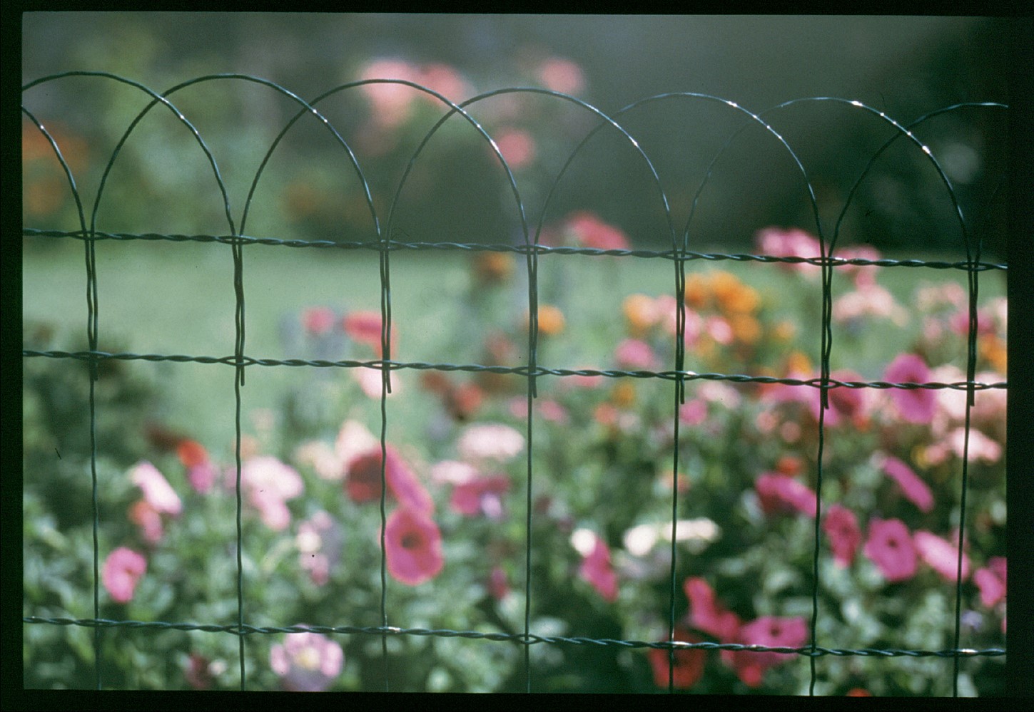 Grillage bordure armor vert - ht 0.65m - 25m - DIRICKX